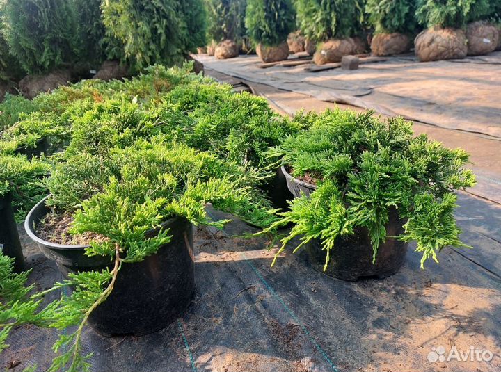 Туя вертикальная шаровидная Барбарис Можжевельник