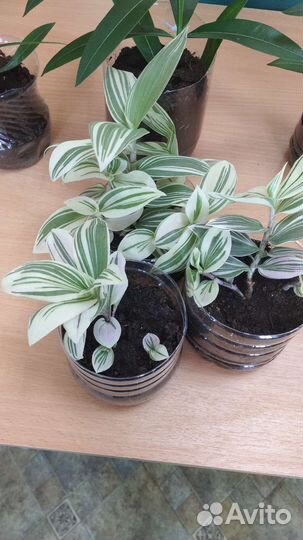 Традисканция