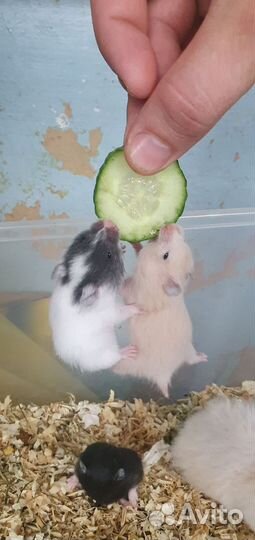 Сирийские хомячки