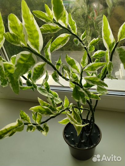 Цветок комнатный