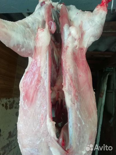 Мясо нутрии