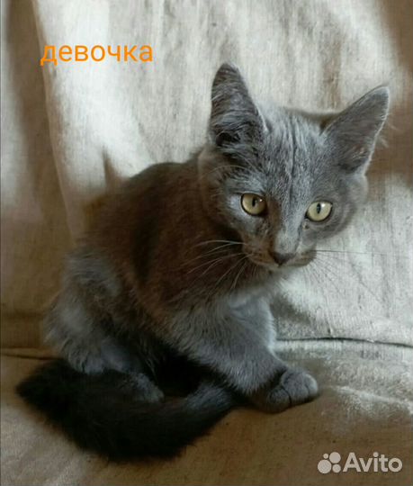 Ласковые котята в добрые руки