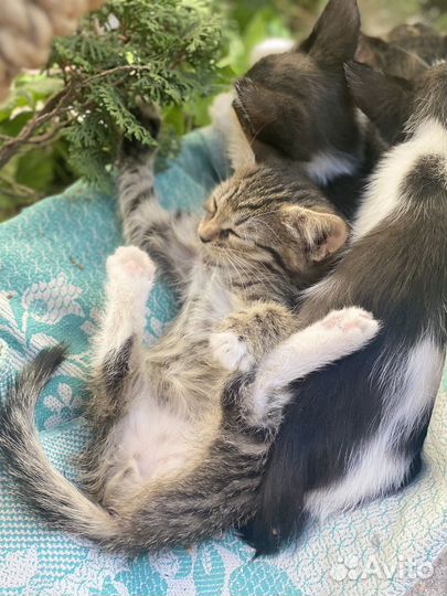 Котята в добрые руки 2 месяца