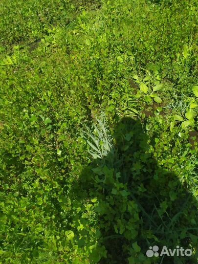 Тополь пирамидальный