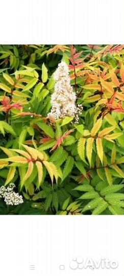 Декоративные кустарники