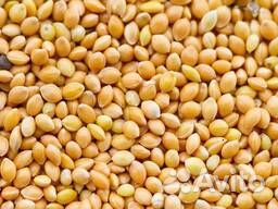Просо желтое