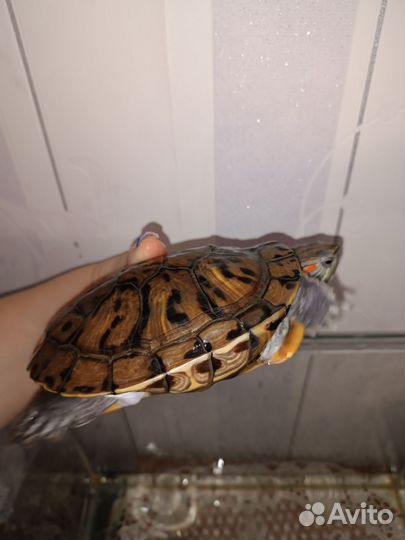 Красноухая черепаха