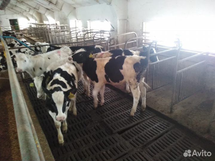 Бычки Телята