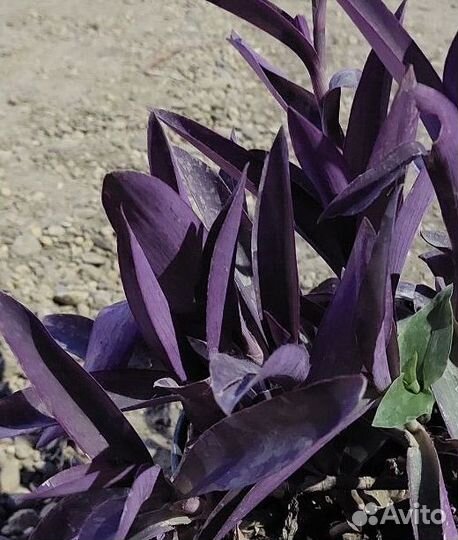 Комнатные цветы бесплатно