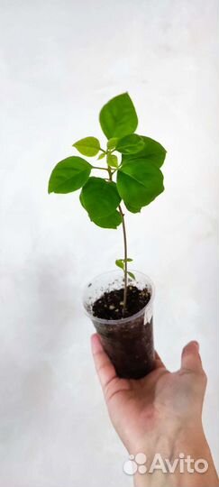 Бугенвиллия махровая белая