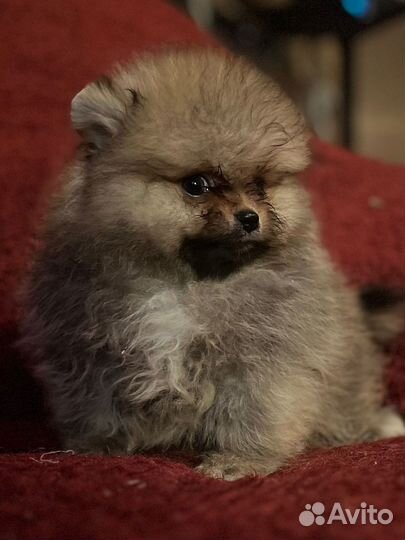 Щенки шпица от элитных родителей