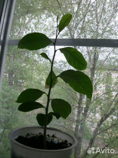 Лимон (лимонное дерево) растение в горшке