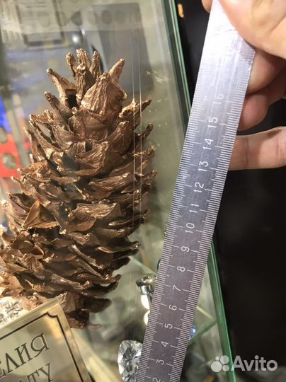 Саженцы кедра крупноплодного, быстроплодоносящего