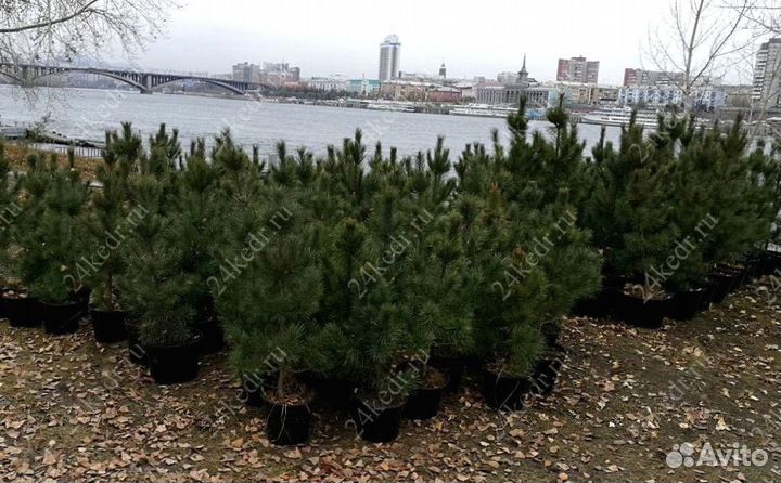 Саженцы сибирского кедра экстра класс