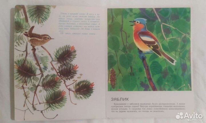 Книга «Птицы в нашем лесу» 1984 / Вера Чаплина