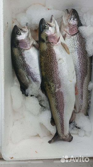 Форель свежая привоз 25 мая