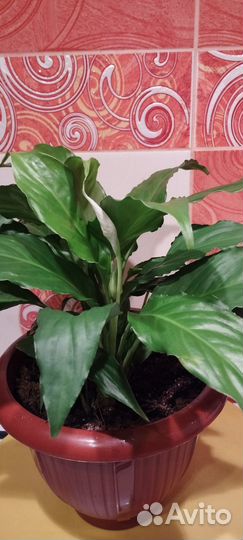 Спатифиллум- Женское счастье