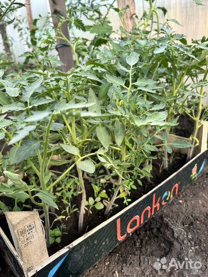 Рассада помидоров томатов, капусты, огурцов, тыквы