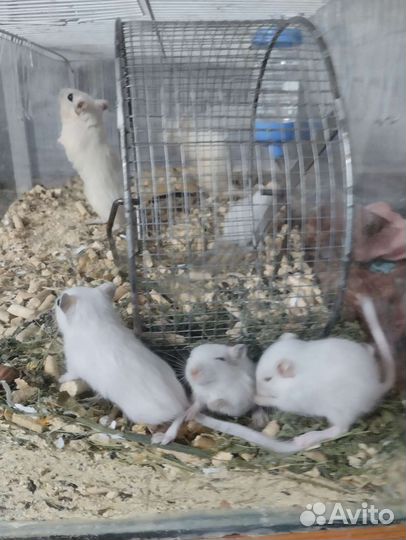 Пара песчанок с клеткой