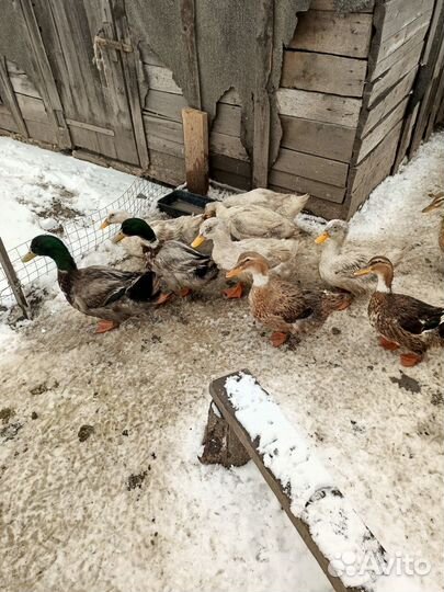 Яйца утиные