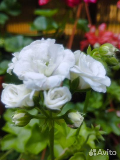 Герань пеларгония плющелистная 3 сорта