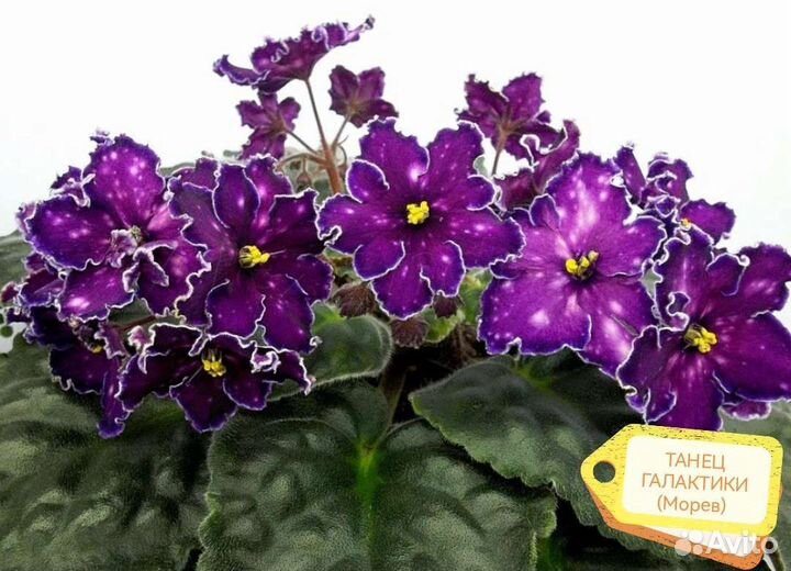 Фиалки сортовые. Пенопластовые шарики