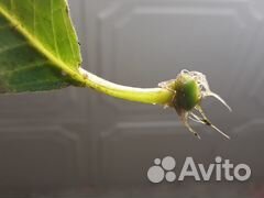 Красавица Глоксиния махровая