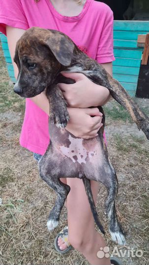 Щенки амстаффа