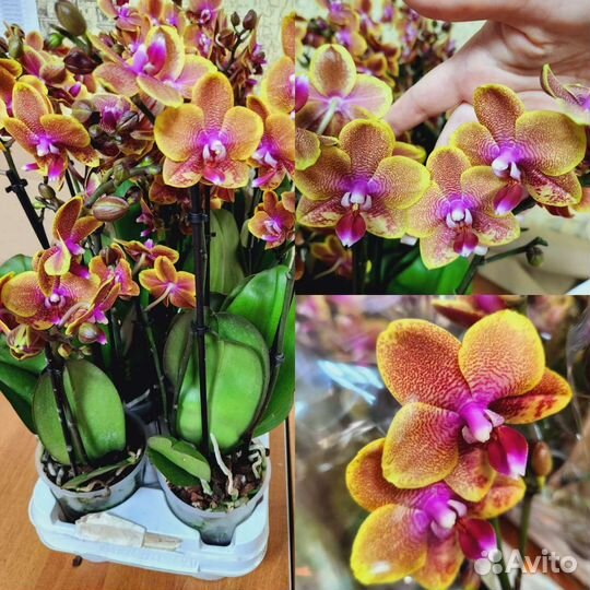 Сортовые цветущие орхидеи