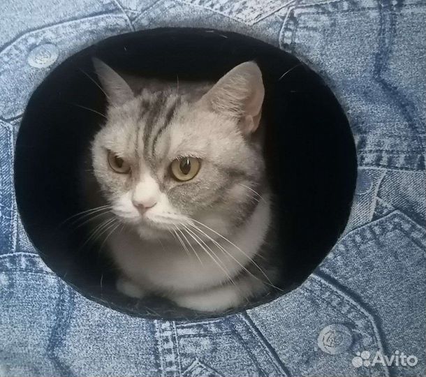 Кошка Алиска
