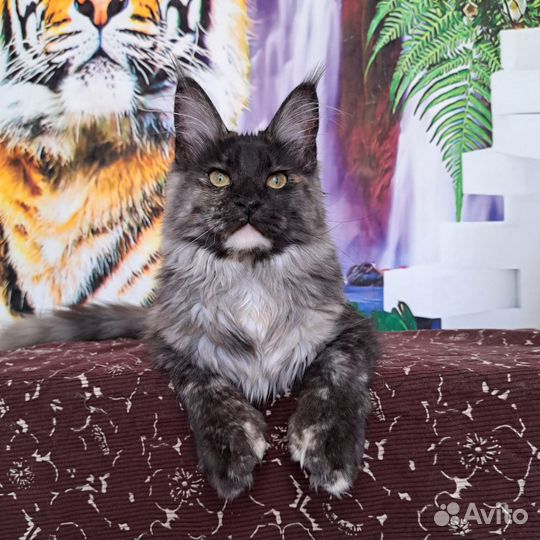 Девочки полидакты