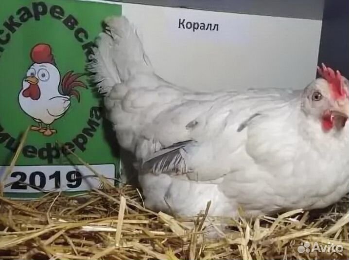 Куры несушки