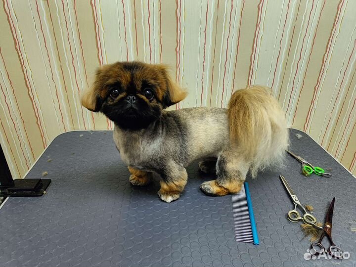 Груминг собак и кошек