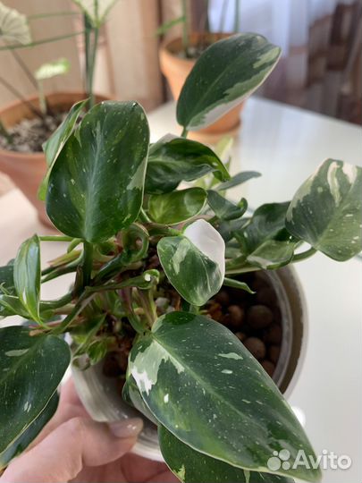 Филодендрон белая принцесса