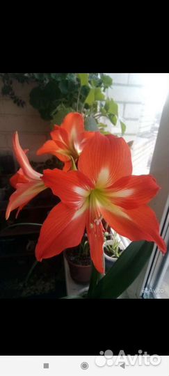 Комнатные цветы