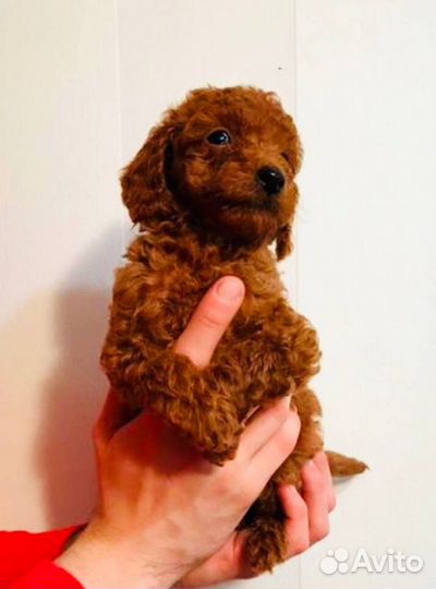 Щенок Той Пуделя