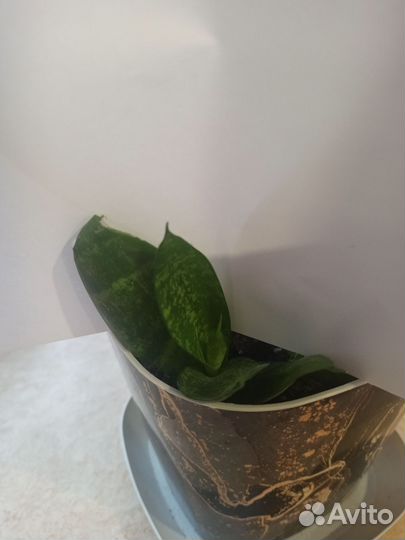 Сансевиерия