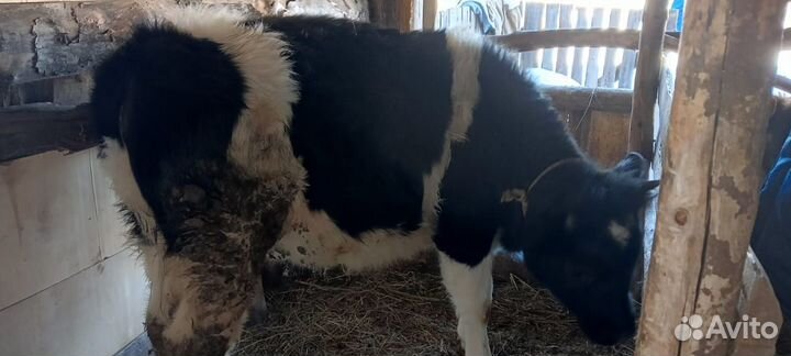 Телка, нетель