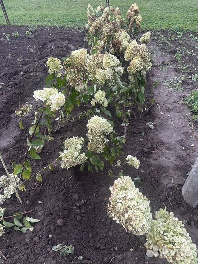 Гортензия полярный медведь