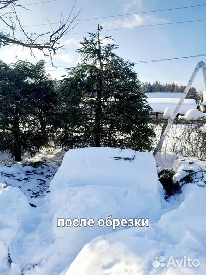 Обрезка плодовых деревьев и хвойных деревьев