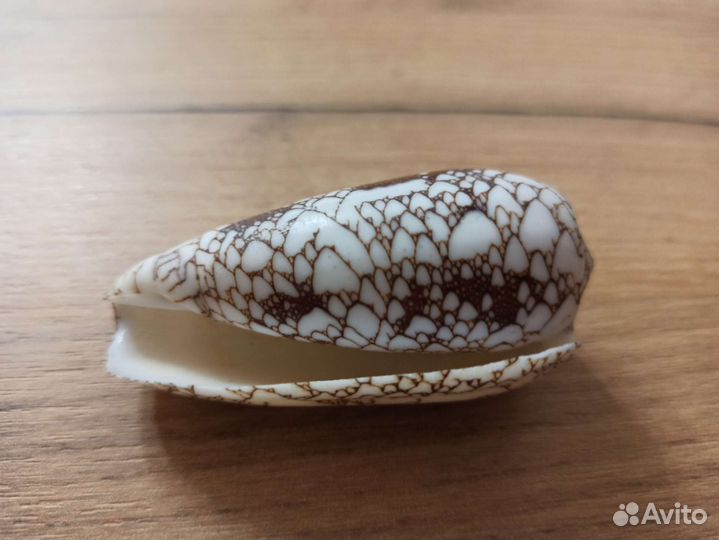 Морская раковина