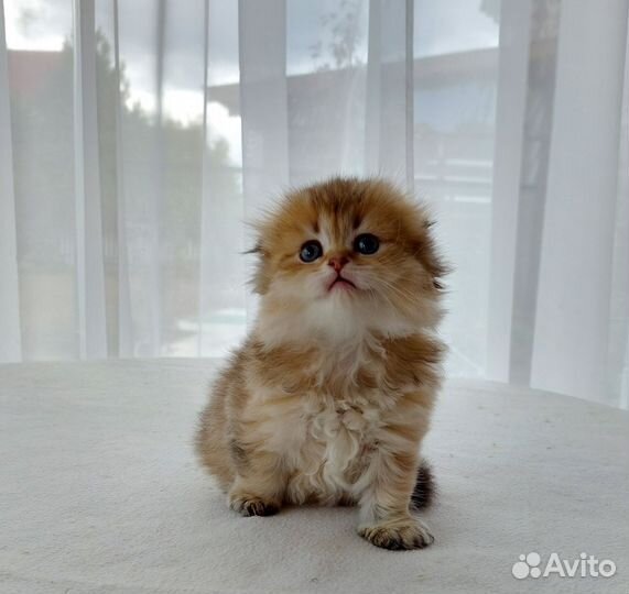 Шотландская вислоухая девочка