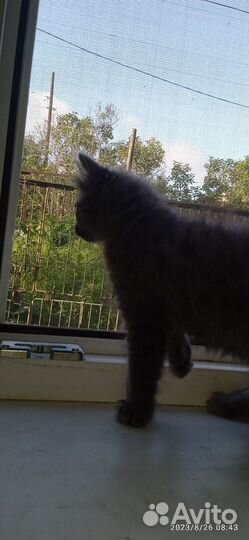 Отдам 2 котёнка