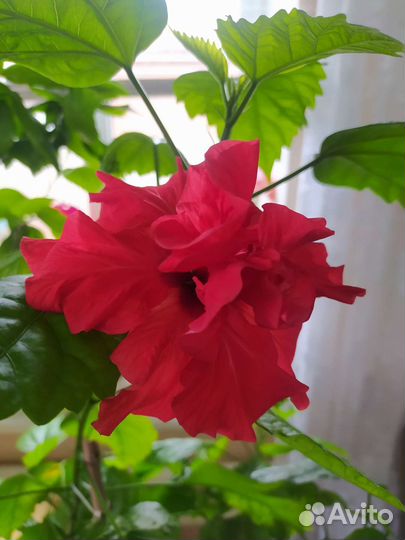 Гибискус китайская роза