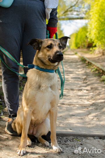 Молодая собака-компаньон Терра в добрые руки