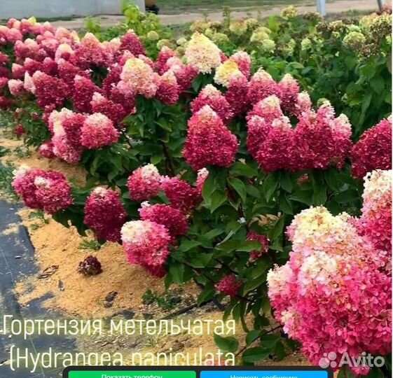 Новинка.Гортензия Pinky Promise-Пинки Промис 3,5л