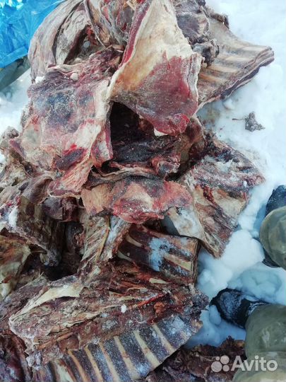 Мясо говядина для собак