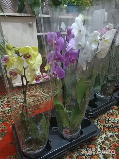 Орхидея фаленопсис