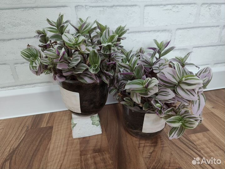 Традесканция нанук