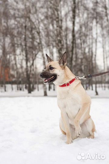 Молоденькая собачка Ириска ищет дом